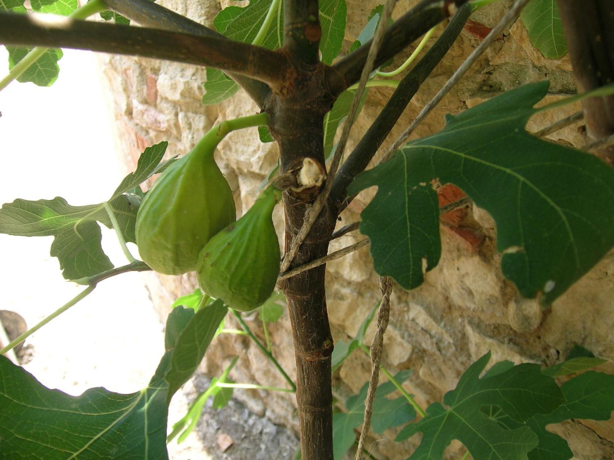 I Costanti Villa Caldiero Ngoại thất bức ảnh